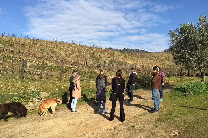 Tour group exploring picturesque vineyards in the Douro Valley with lush green landscapes and clear skies.