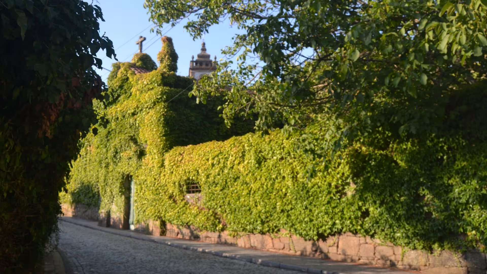 Image of an old Douro family winery palace covered by nature