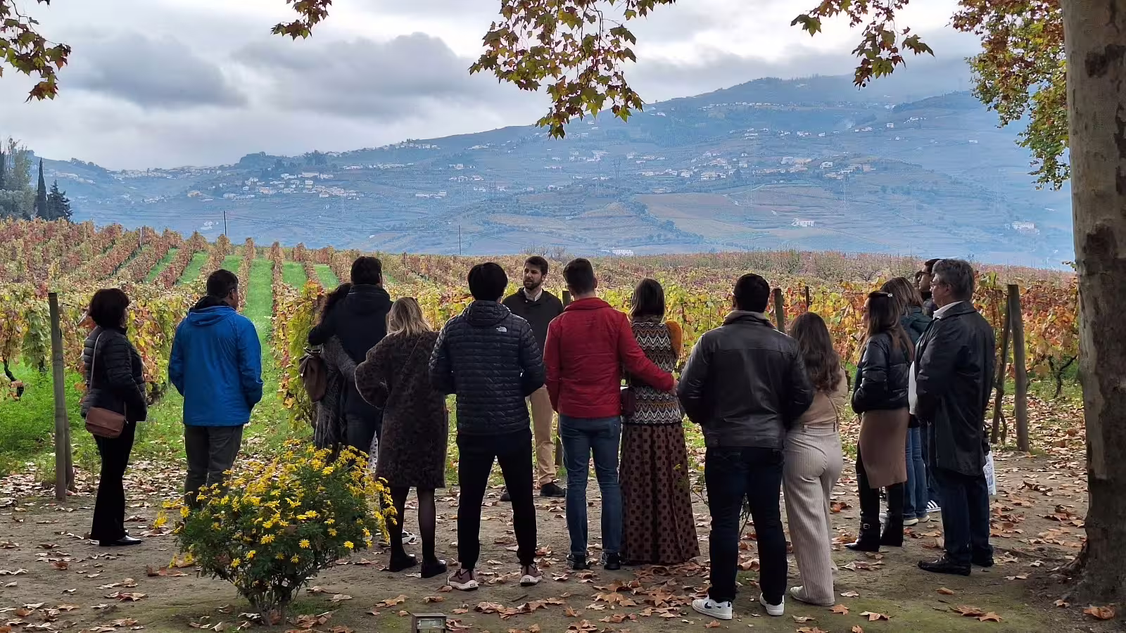 Group enjoying a guided tour through scenic Douro Valley vineyards, exploring renowned wineries and stunning landscapes.
