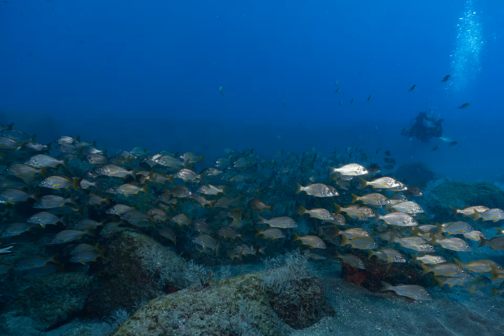 Diver exploring a vibrant school of fish during a DPV scooter dive adventure in crystal clear waters.