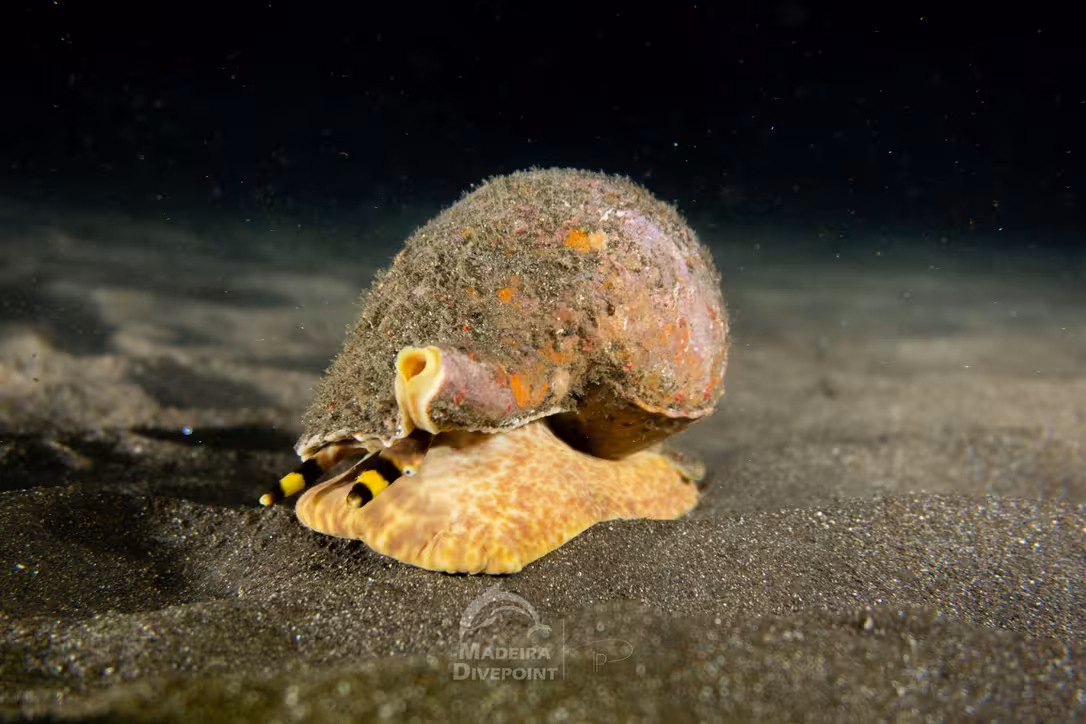 Close-up of a marine snail on the sandy ocean floor, showcasing underwater biodiversity.