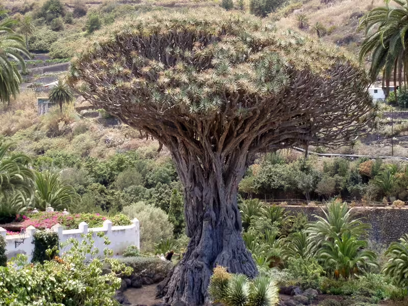 Majestic Drago tree surrounded by lush greenery in Icod, perfect for a private Masca Garachico Icod excursion.