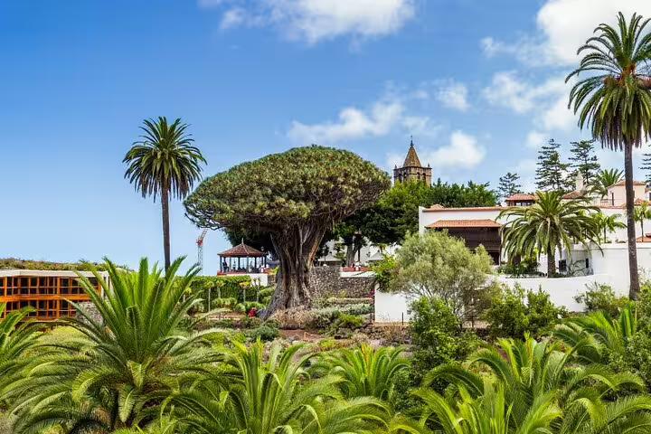 Lush landscape with the famous Dragon Tree in Icod, Tenerife, surrounded by palm trees, perfect for nature lovers.