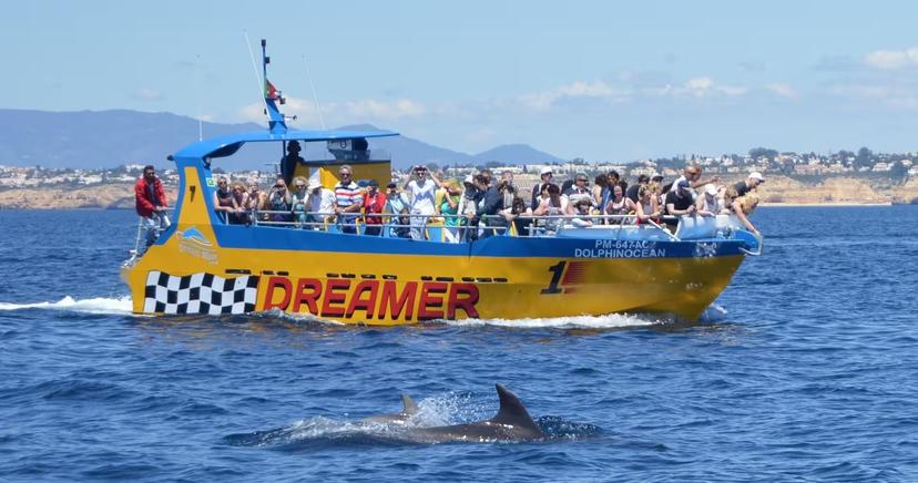 Vibrant Dreamer boat with tourists watching dolphins playfully swimming nearby, showcasing the popular dolphin tour.