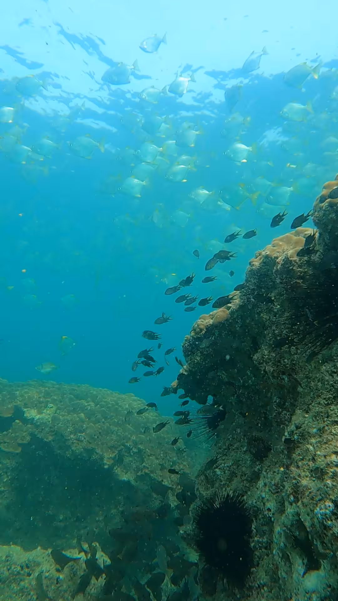 Vibrant school of fish and coral reef scenery during a diving experience in Fujairah, perfect for underwater exploration.
