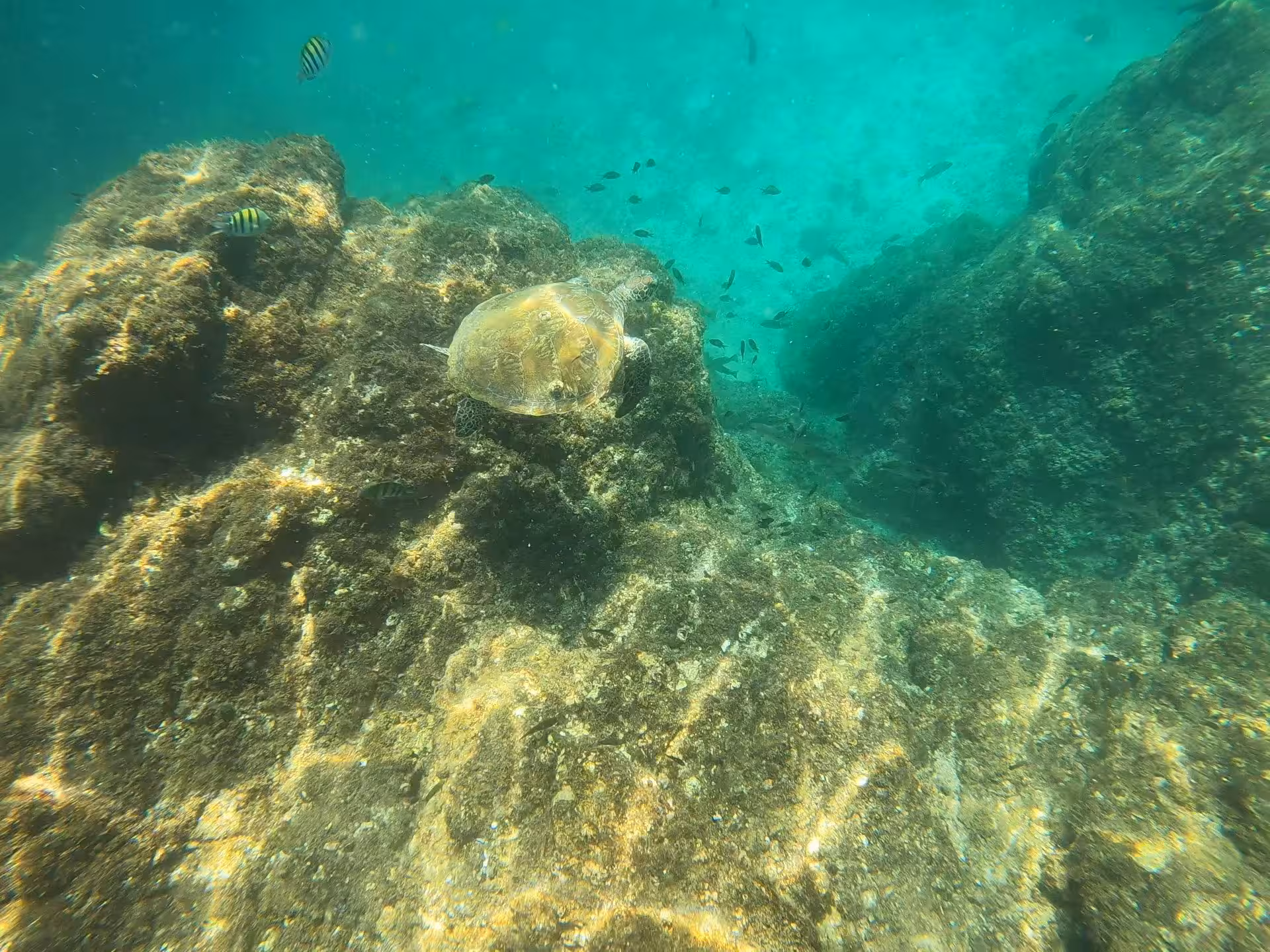 Sea turtle swimming among coral and fish in Fujairah's underwater landscape, a highlight of the Dubai diving adventure.