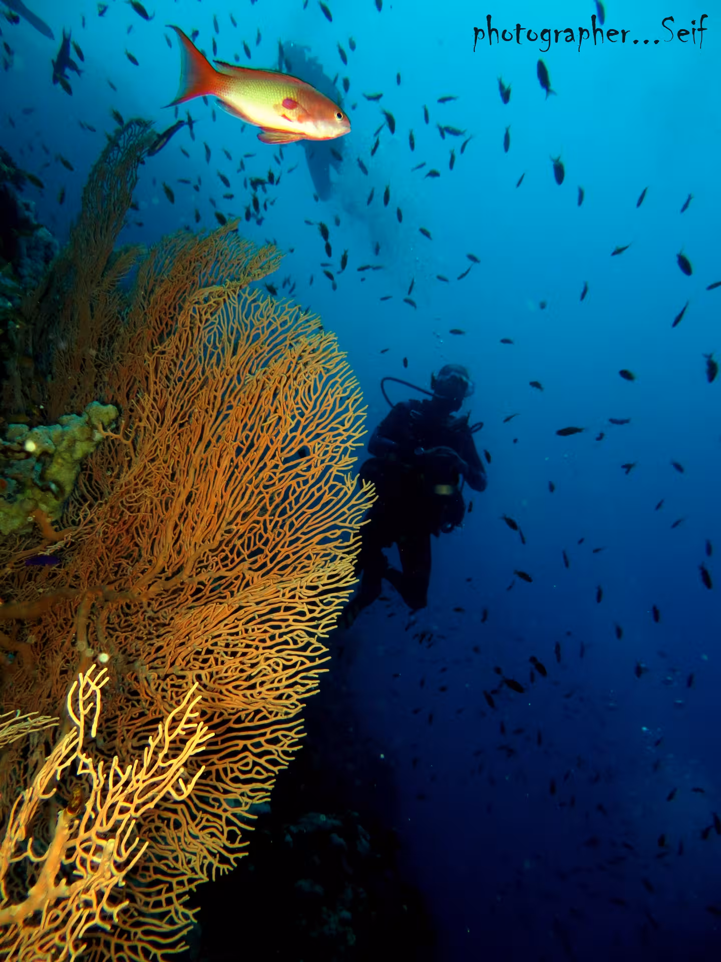 Diver exploring vibrant coral reef with tropical fish on Dubai to Fujairah scuba diving adventure.