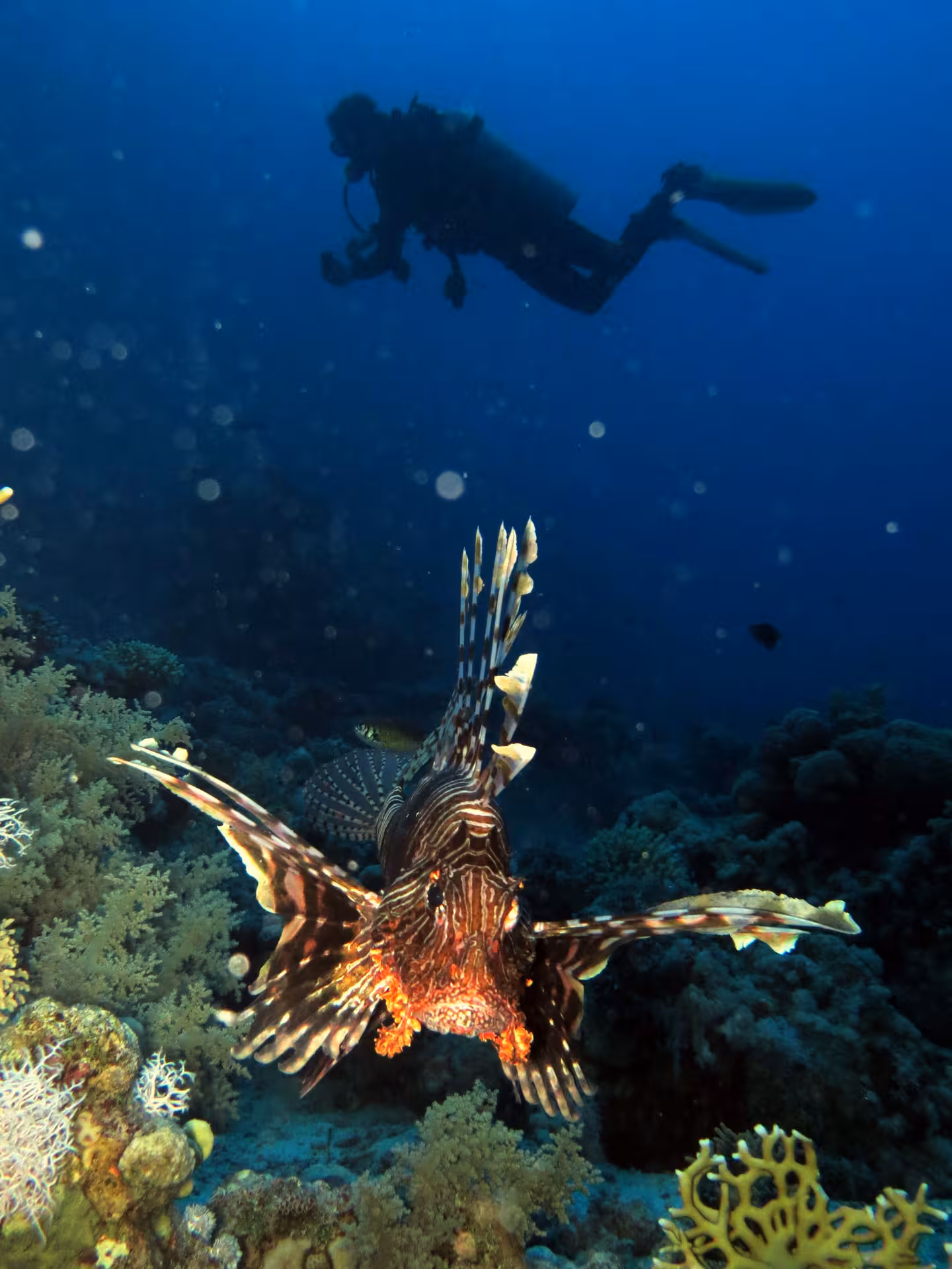 Scuba diver observes a majestic lionfish over a colorful reef on the Dubai to Fujairah diving tour.