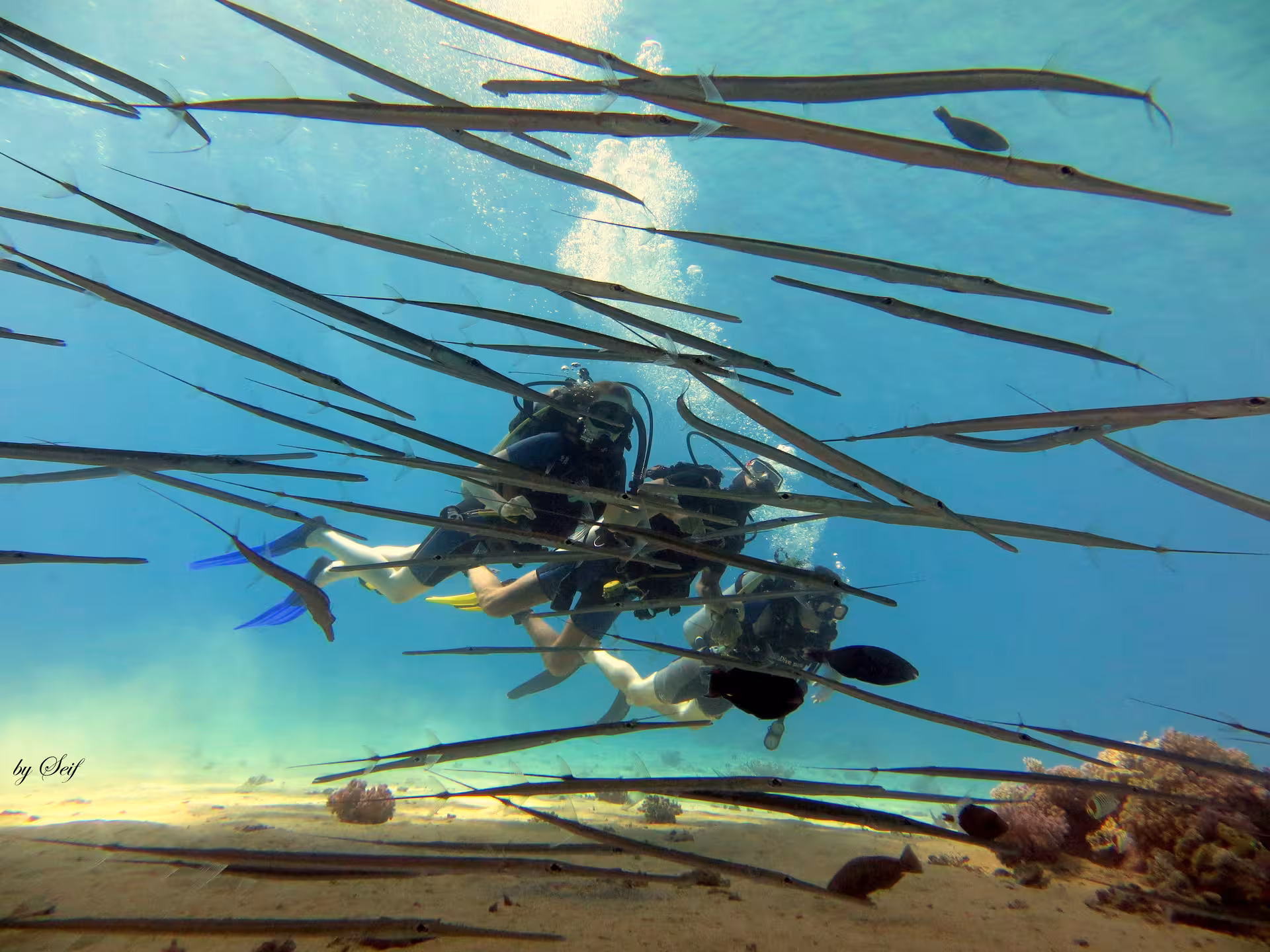 Scuba divers explore vibrant marine life in Fujairah's clear waters during Dubai to Fujairah diving tour.