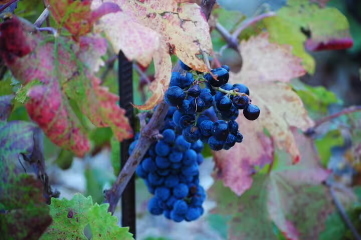 Close-up of ripe blue grapes on the vine, a tasty stop on a private Dubrovnik tour with local wine tasting