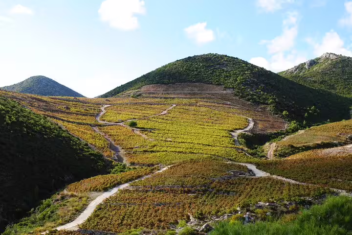 Terraced vineyards and winding trails in Dubrovnik countryside, highlight of a private wine tasting day tour
