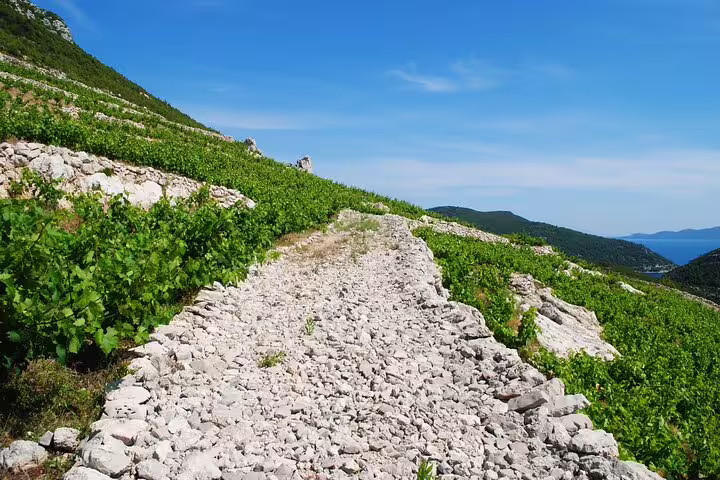 Rocky path through terraced vineyards by the Adriatic, featured on a private Dubrovnik wine tour excursion