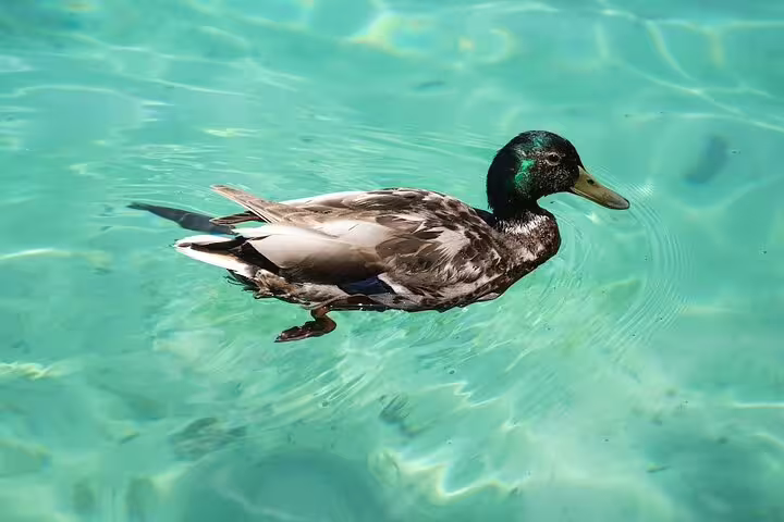 Duck gliding on crystal-clear turquoise water at Plitvice Lakes on a guided day trip from Split, Croatia
