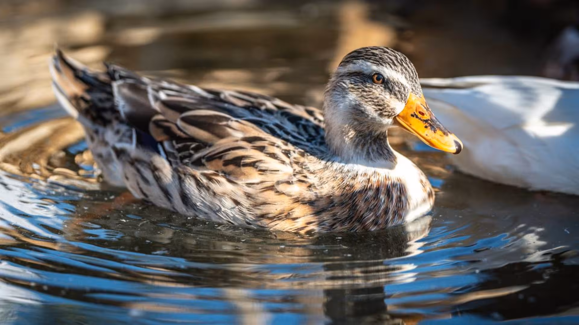 A beautiful duck swimming gracefully in the pond at Olmedo animal shelter, a must-visit spot in Alghero.