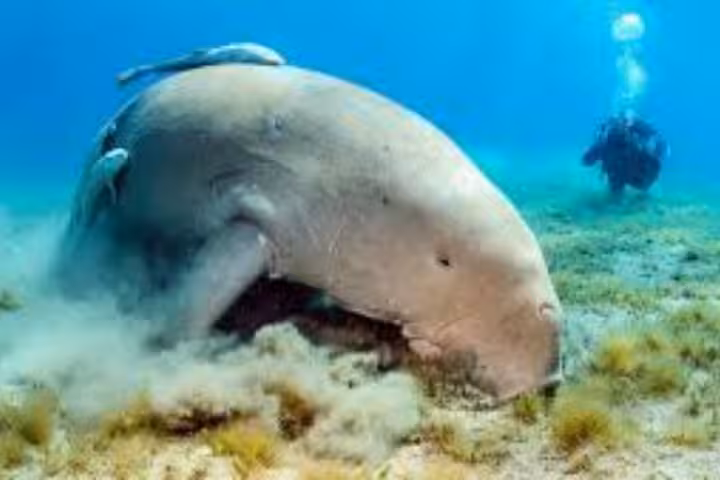 Dugong feeding on seagrass at Abu Dabab Bay with diver nearby, private full-day trip from Hurghada