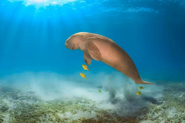 Dugong swimming in Marsa Mubarak lagoon, Marsa Alam snorkeling boat trip with Red Sea marine life
