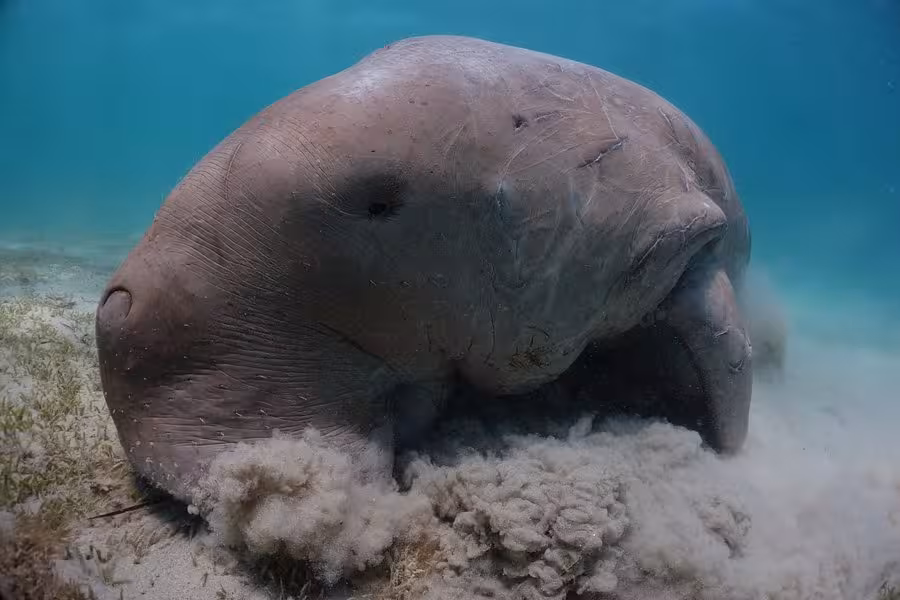 Dugong grazing on seagrass in the clear blue waters of Marsa Alam, Egypt, showcasing unique marine wildlife.