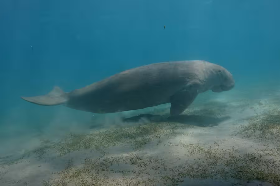 Side view of a dugong peacefully swimming in the tranquil waters of Marsa Alam, Egypt, amid seagrass beds.
