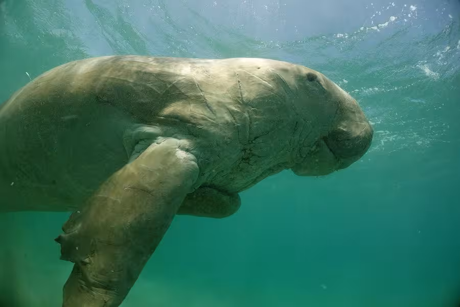Close-up of a dugong swimming gracefully underwater in Marsa Alam, highlighting Egypt's diverse marine life.