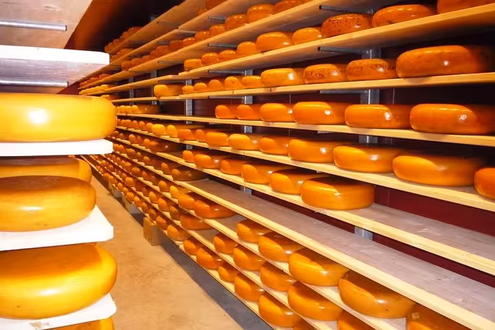 Rows of Dutch Gouda cheese wheels aging on shelves, tasting stop on Zaanse Schans & Volendam tour