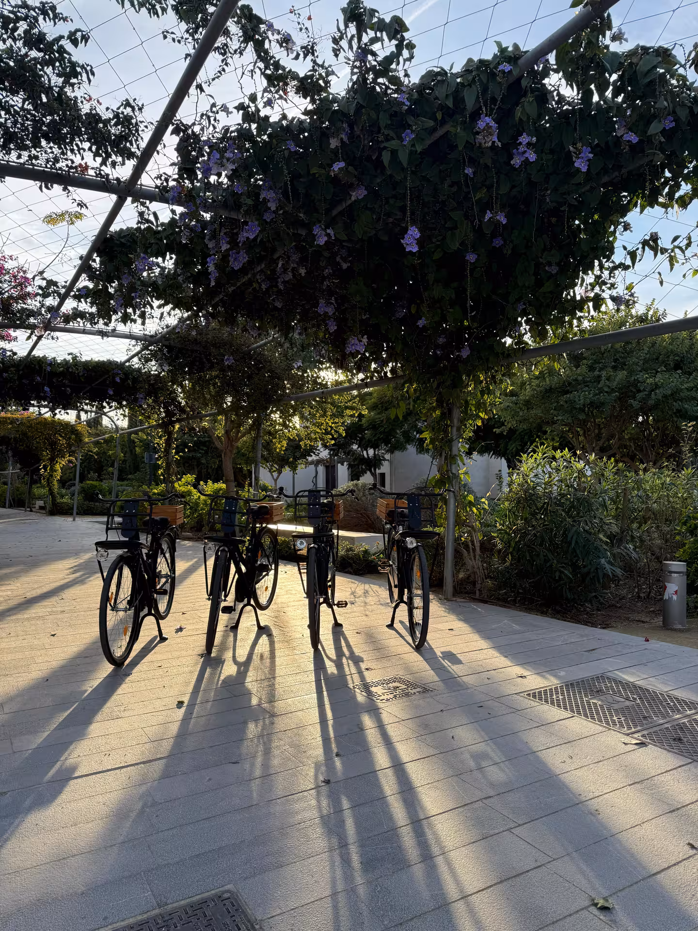 Dutch-style Omafiets city bikes parked under a flower-covered pergola at sunset, classic bikes with front racks