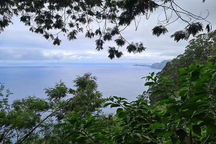 Scenic ocean view framed by lush green foliage and distant cliffs on the east coast of Madeira Island.