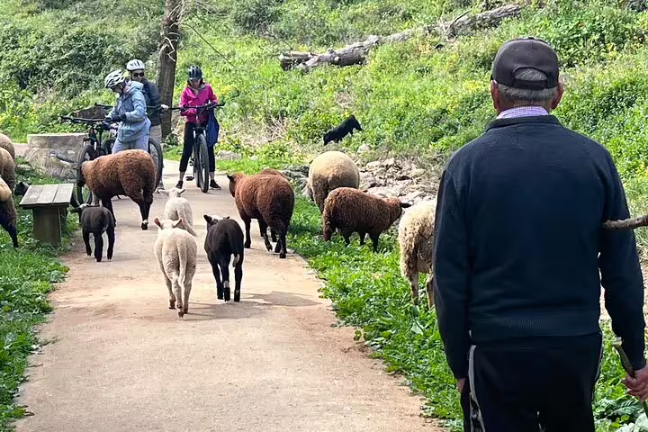 Cyclists pause to admire a flock of sheep crossing the picturesque backroads of Cascais on an e-bike adventure.