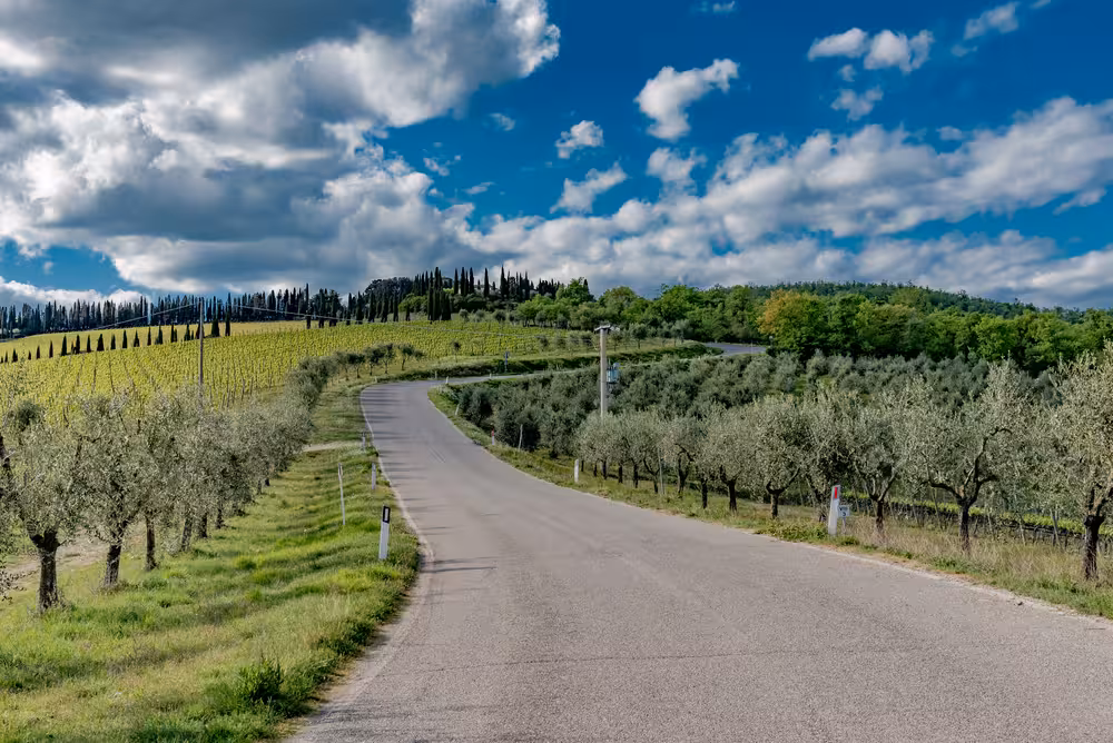 Scenic road lined with olive trees and vineyards, perfect for the E-Bike adventure from Florence to Fiesole.