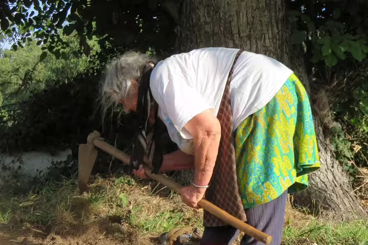 Elderly woman working with a hoe in a lush garden, surrounded by greenery, showcasing traditional farming techniques.