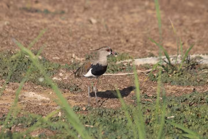 Elegant lapwing bird standing on earthy ground in Esquipulas, showcasing diverse species for bird watching tours.