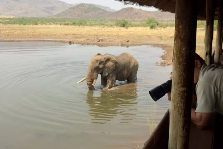 Elephant in Mankwe Dam