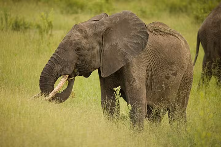 An elephant munching on vegetation in the verdant fields of Mikumi National Park during a 4x4 safari adventure.