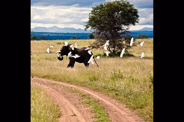 Elephant surrounded by white birds in the savannah of Mikumi National Park during a 4x4 safari from Zanzibar.