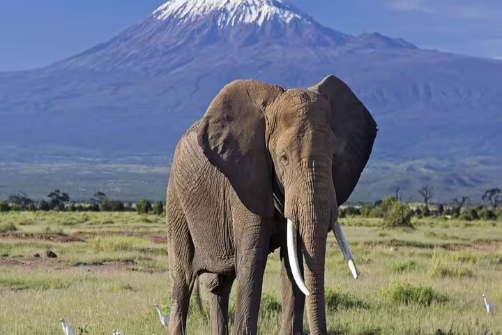 Majestic elephant with Mount Kilimanjaro backdrop in Amboseli National Park, perfect for a 2-day safari from Nairobi.
