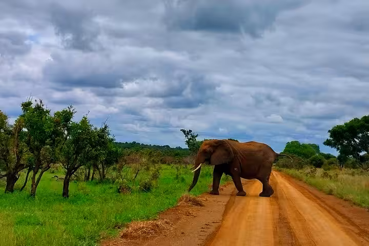 Majestic elephant crossing a dirt road in Sabi Sands Safari, set against a vibrant green landscape.