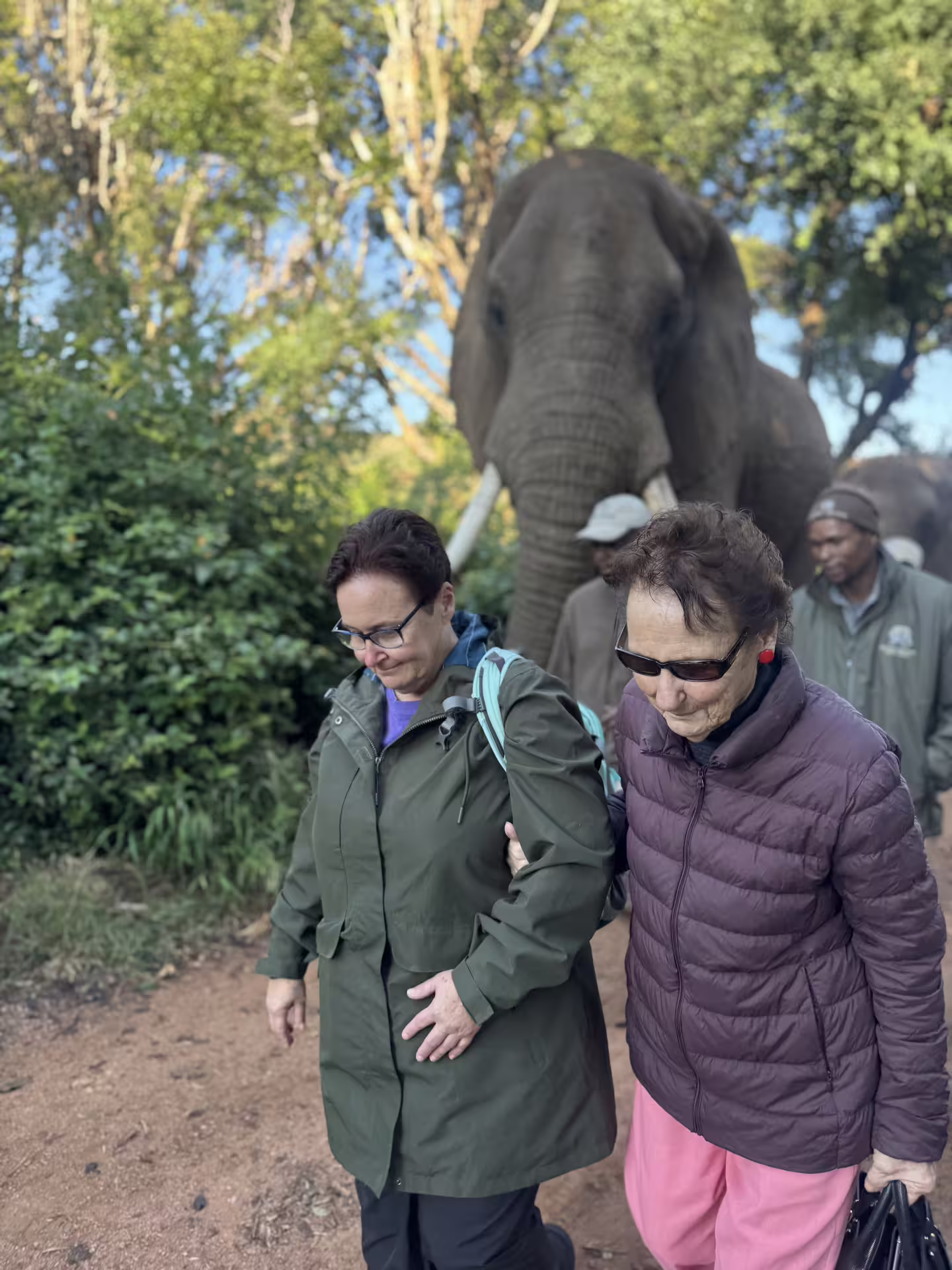 Tourists walking alongside an elephant on a guided tour at a sanctuary near Johannesburg, enjoying an immersive wildlife experience.