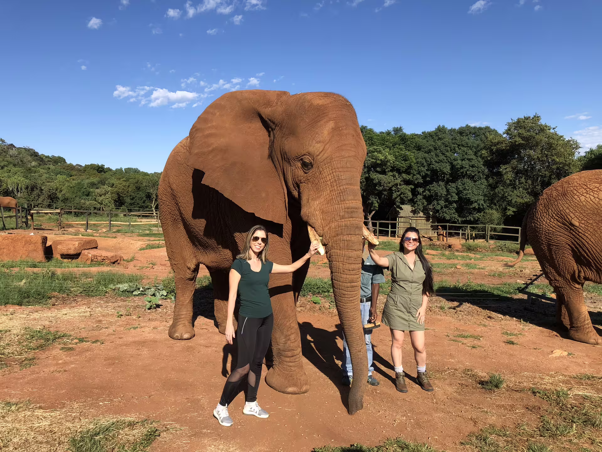 Elephant Sanctuary Johannesburg