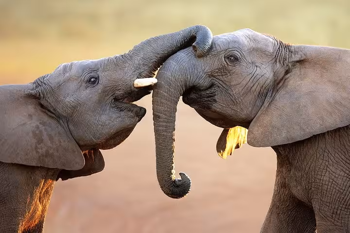 Two playful elephants interacting at Aquila Game Reserve, perfect for intimate safari experiences.
