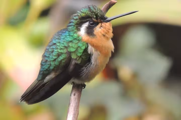 Vibrant hummingbird with emerald feathers, ideal for photographers on the Wildlife Safari Boat Tenorio bird watching tour.