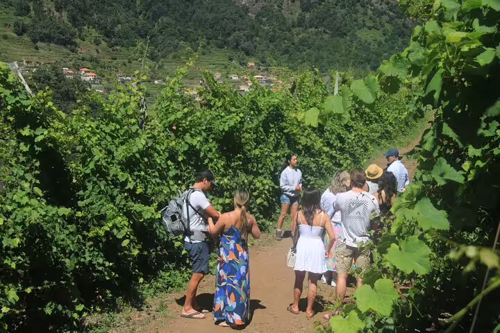 Lush terraced vineyards overlooking the ocean on the Enchanted Vineyards 4x4 tour near Cabo Girão, offering scenic views and adventure.