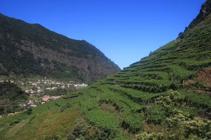 Lush terraced vineyards against a backdrop of rolling hills under a clear blue sky, featured in the Enchanted Vineyards 4x4 Tour.