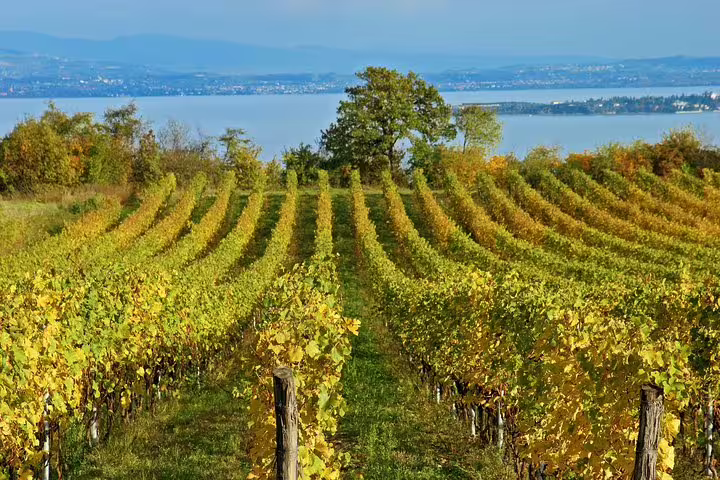 Golden vineyard rows near the Bay of Naples visited on a private Ercolano, Mt Vesuvius and Campania winery day tour