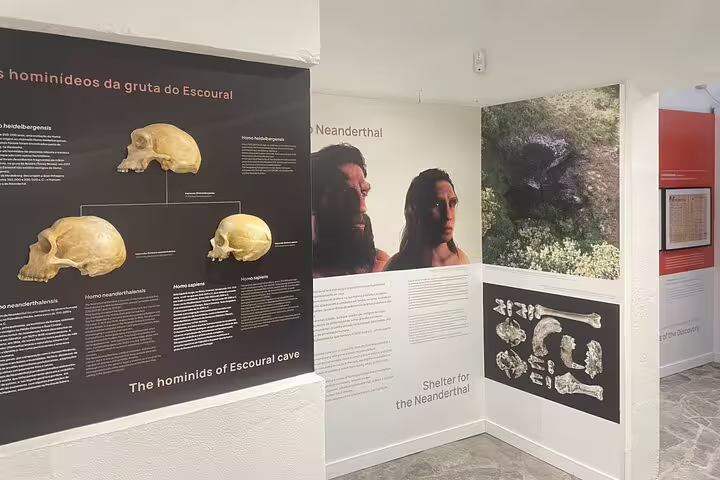 Exhibit showcasing skulls and artifacts from Escoural Caves, detailing Neanderthal history on a guided tour in Évora.