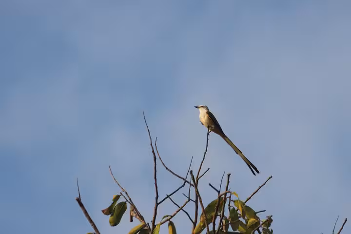 Elegant bird with long tail perched atop a tree against a clear sky on Esquipulas birding tour.