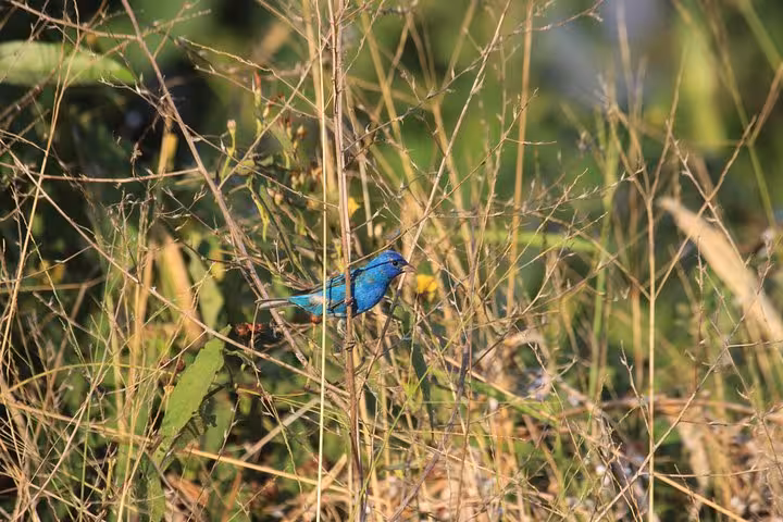 Vibrant blue bird perched amidst dense rainforest foliage on Esquipulas bird watching tour.