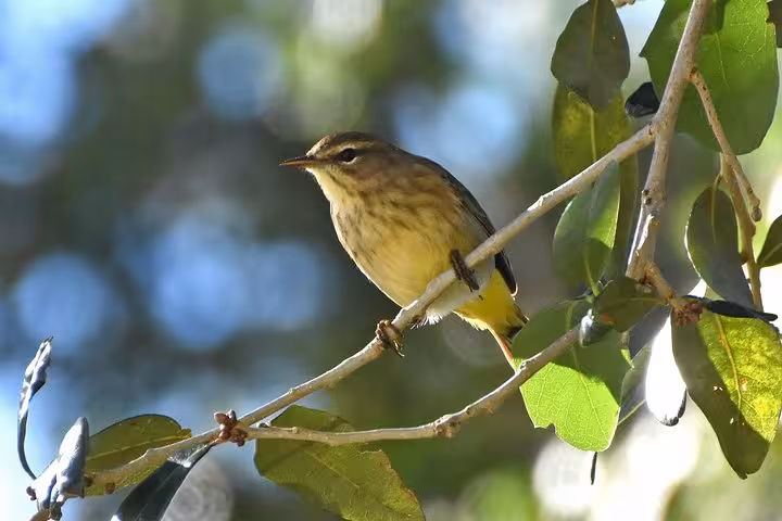 Small brown and yellow bird resting on a branch, ideal for Esquipulas rainforest birding experience.
