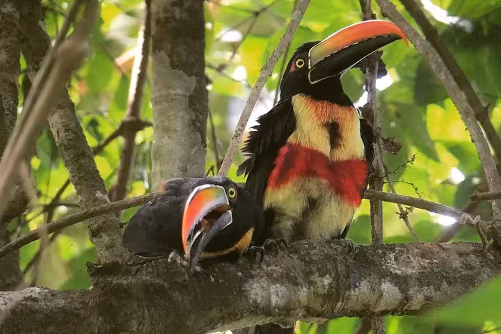 Colorful toucans perched on a branch in the lush Esquipulas rainforest, ideal for bird watching tours.