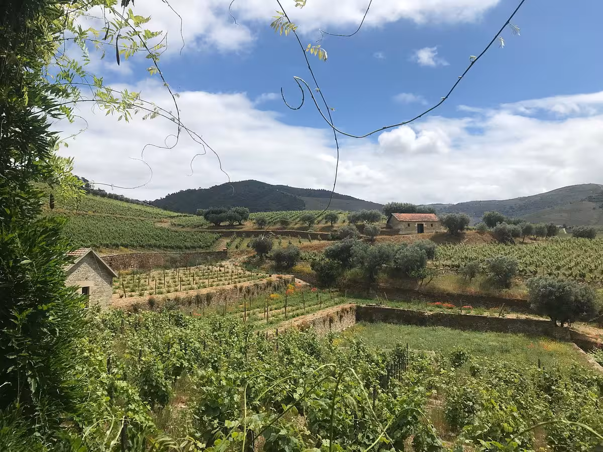 Essence Tour scenic vineyard terraces and olive groves in the Douro Valley, Portugal countryside views