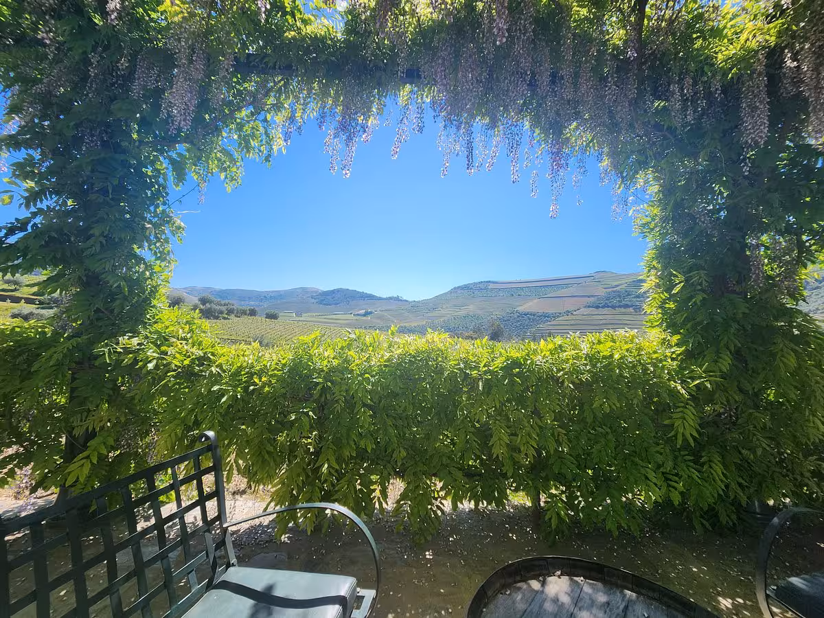 Shaded vineyard terrace framed by wisteria with sweeping Douro Valley views on Essence Tour winery visit
