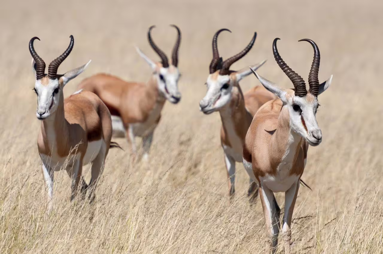 Herd of springboks grazing in the tall grass during an Etosha safari adventure.